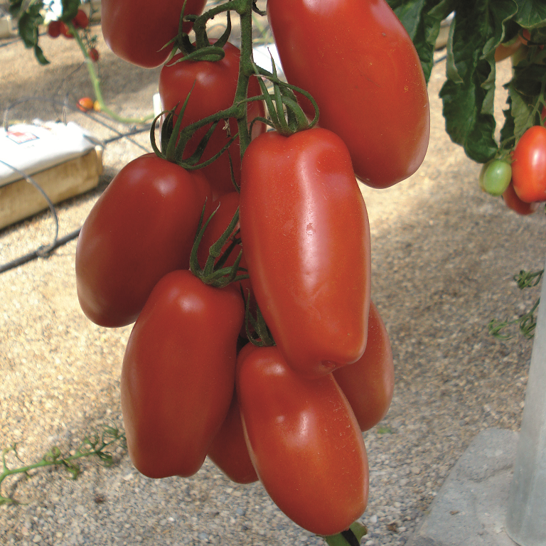 Tomat (San Marzano) ’Pozzano’ yrkesodlarfrö