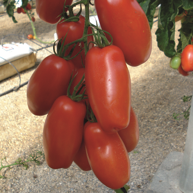 tomat-san-marzano-pozzano-yrkesodlarfr-1