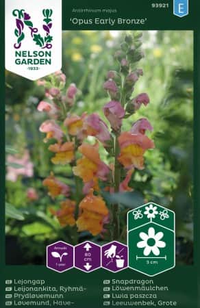 lejongap-opus-early-bronze-f1-1