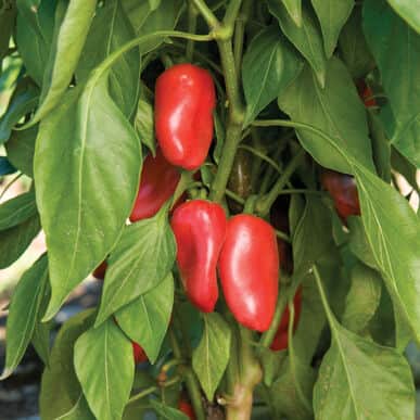 krukpaprika-snacky-red-105cm-kruka-1