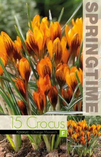 krokus-botanisk-orange-monarch-15st-3