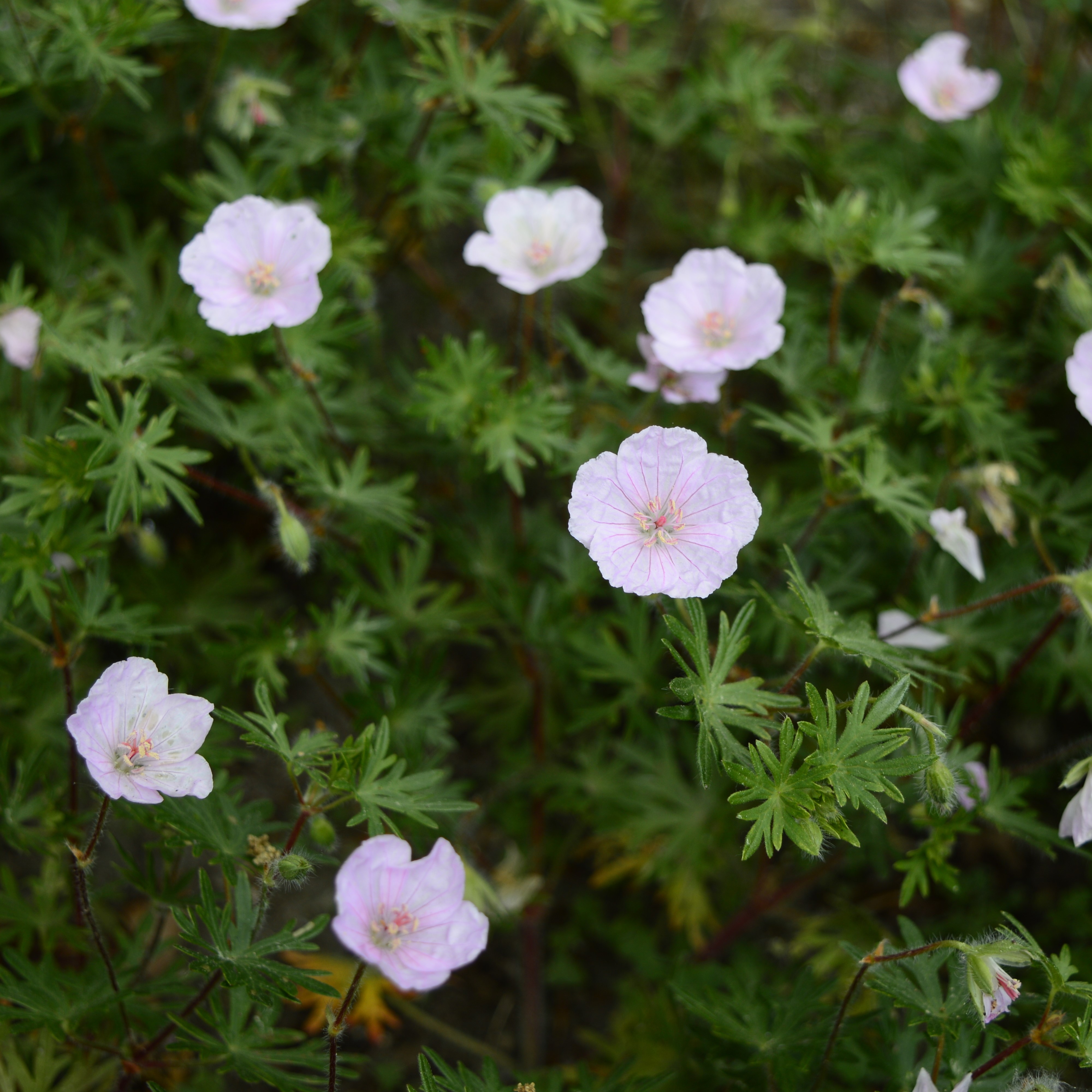 Blodnäva ’Vision Pink’ 9cm kruka