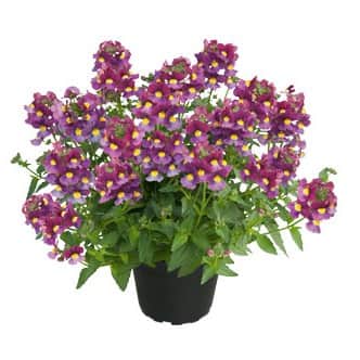 nemesia-mulberry-105cm-kruka-2