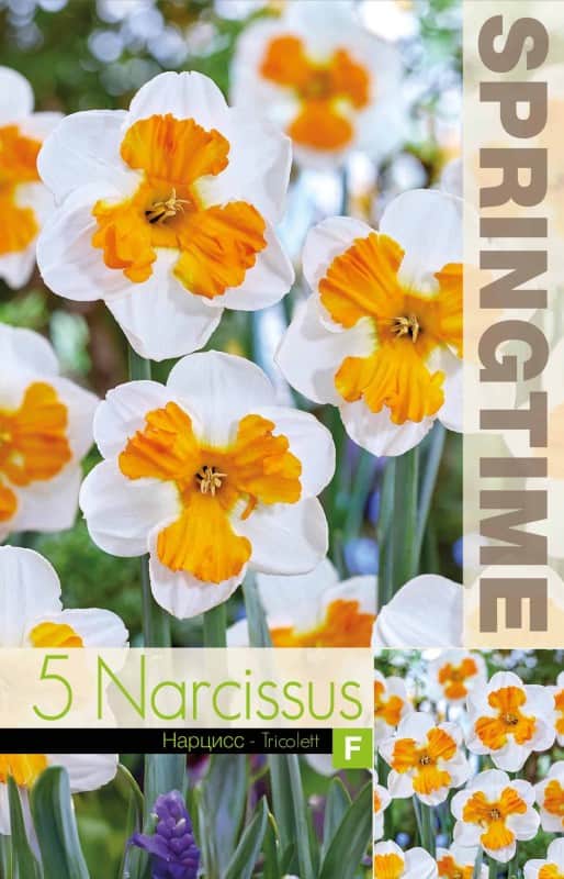 trumpetnarciss-tricolett-5st-1