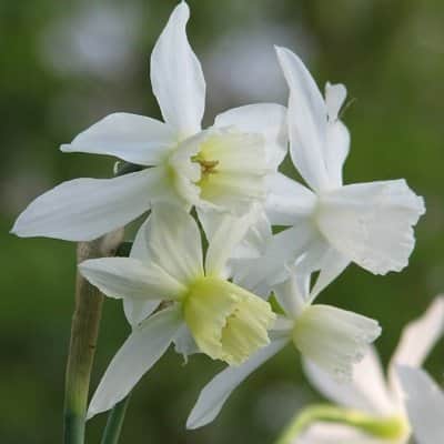 orkidnarciss-thalia-5st-1
