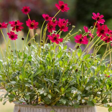 chokladblomma-cherry-chocolate-105cm-kruka-1