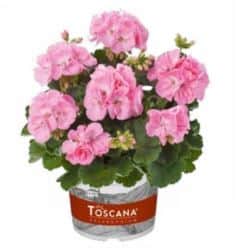 zonalpelargon-toscana-gesa-12cm-kruka-1