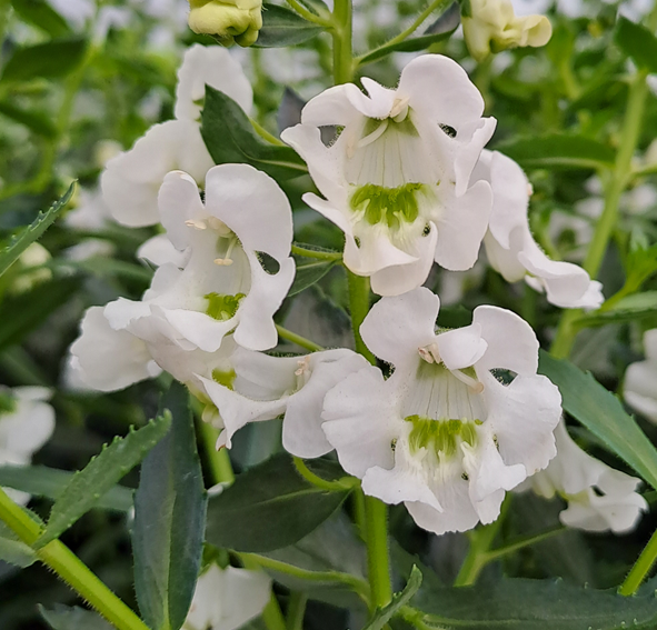 angelonia-angelmist-white-105cm-kruka-1