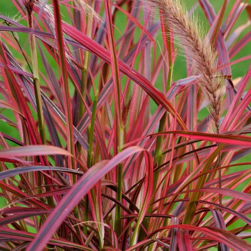 fjderborstgrs-fireworks-105cm-kruka-1