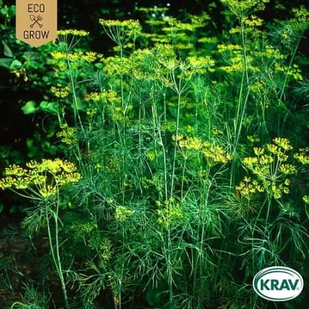 dill-mammoth-long-island-krav-mrkt-1