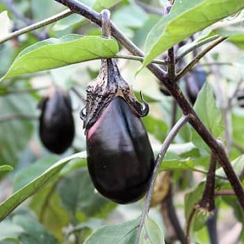 aubergine-black-beauty-105cm-kruka-1