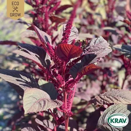 amarant-red-garnet-krav-mrkt-1