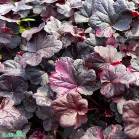 alunrot-midnight-rose-12cm-kruka-1