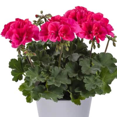 zonalpelargon-twoinone-patio-coral-3st-stickl-1