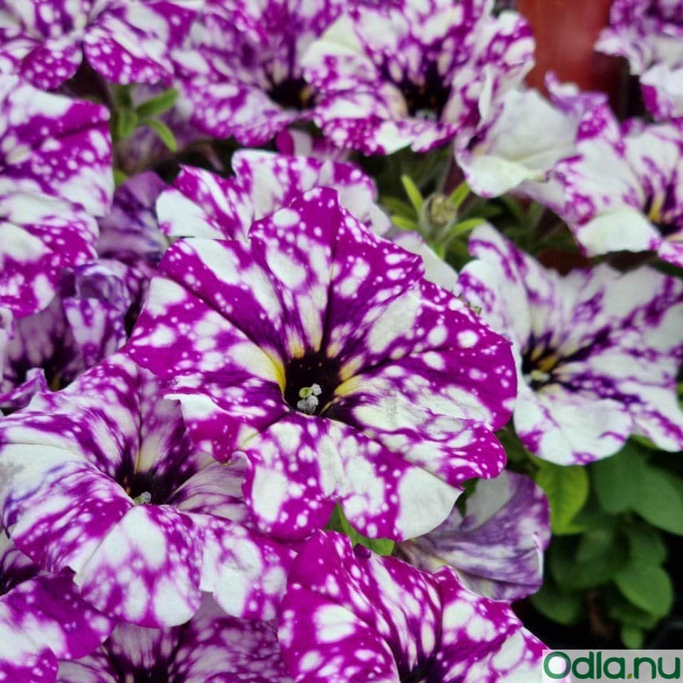 petunia-surprise-sparkling-purple---3-plantor-1