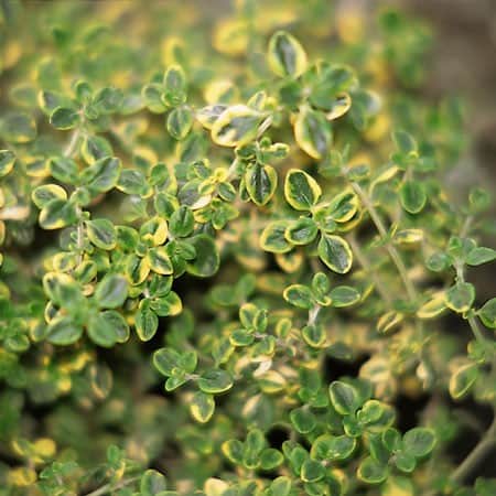 citrontimjan-golden-king-12cm-kruka-1