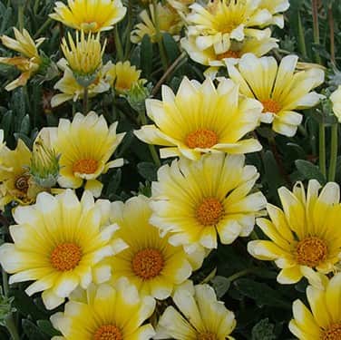 pfgelsblomster-sun-stopper-lemon-105cm-kruka-1