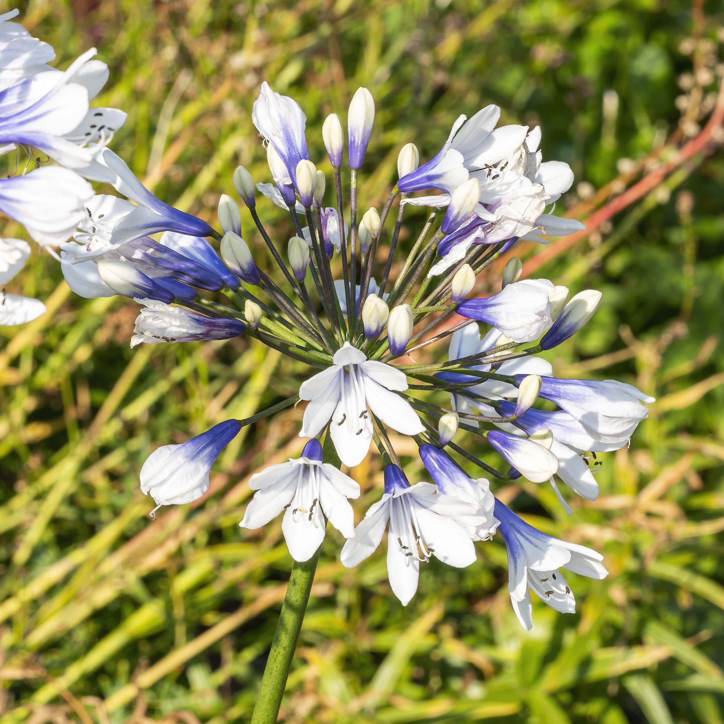 afrikas-bl-lilja-twister-1st-barrotad-1