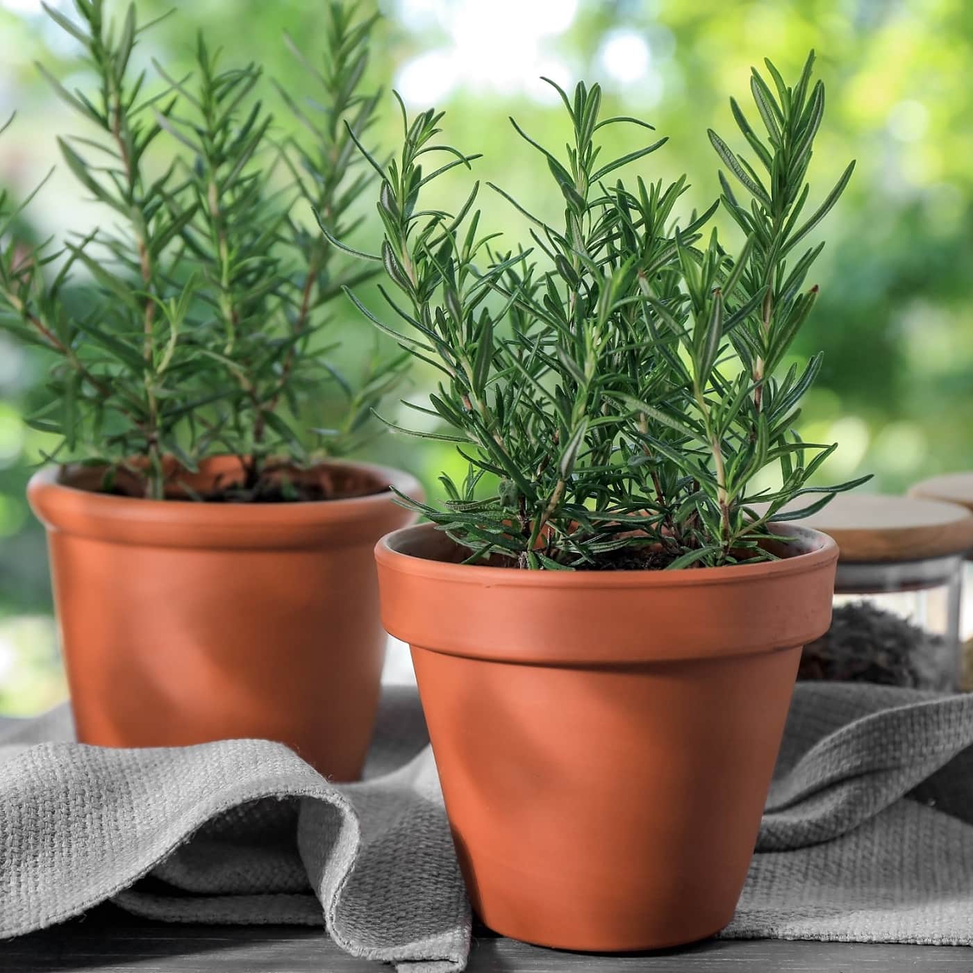 rosmarin-green-rosi-105cm-kruka-1