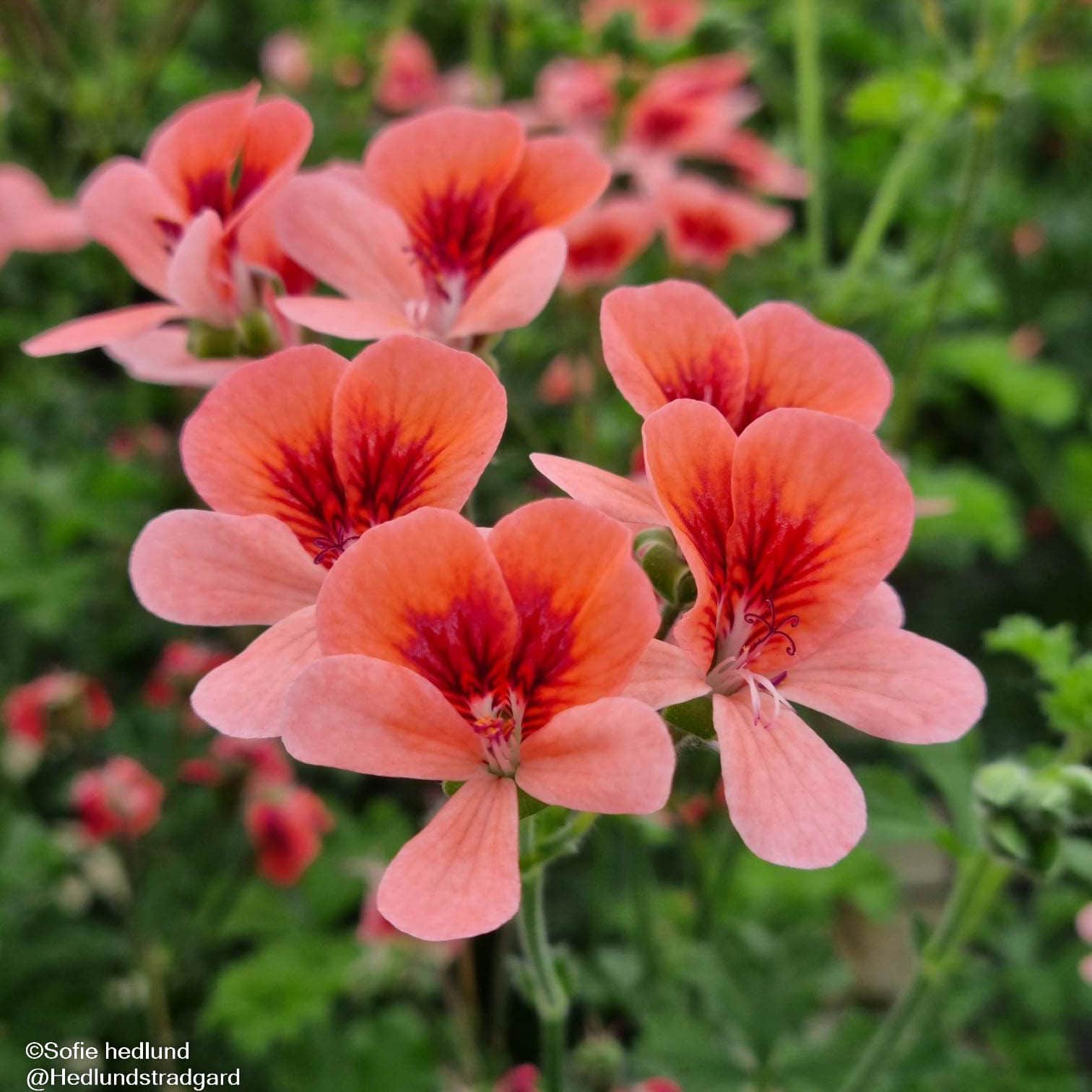 nglapelargon-angeleyes-orange-3st-sticklingar-1