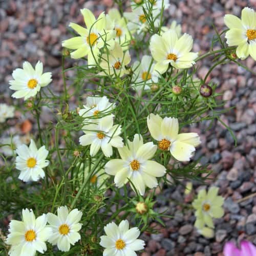 rosenskra-xanthos-105cm-kruka-2