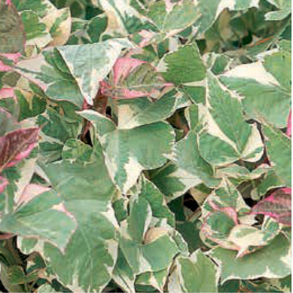 Batata ’Colored Leaves’ 10,5cm kruka