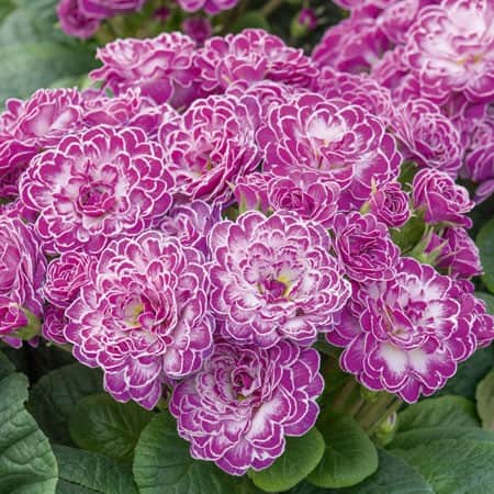 jordviva-belarina-candy-frost-12cm-kruka-6