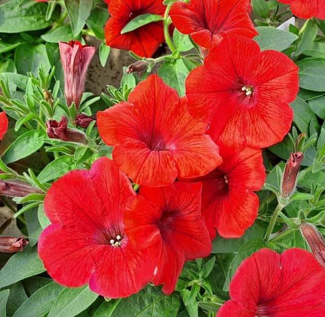 petunia-classic-deep-red-105cm-kruka-1