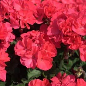 zonalpelargon-moonlight-greco-3st-sticklingar-1