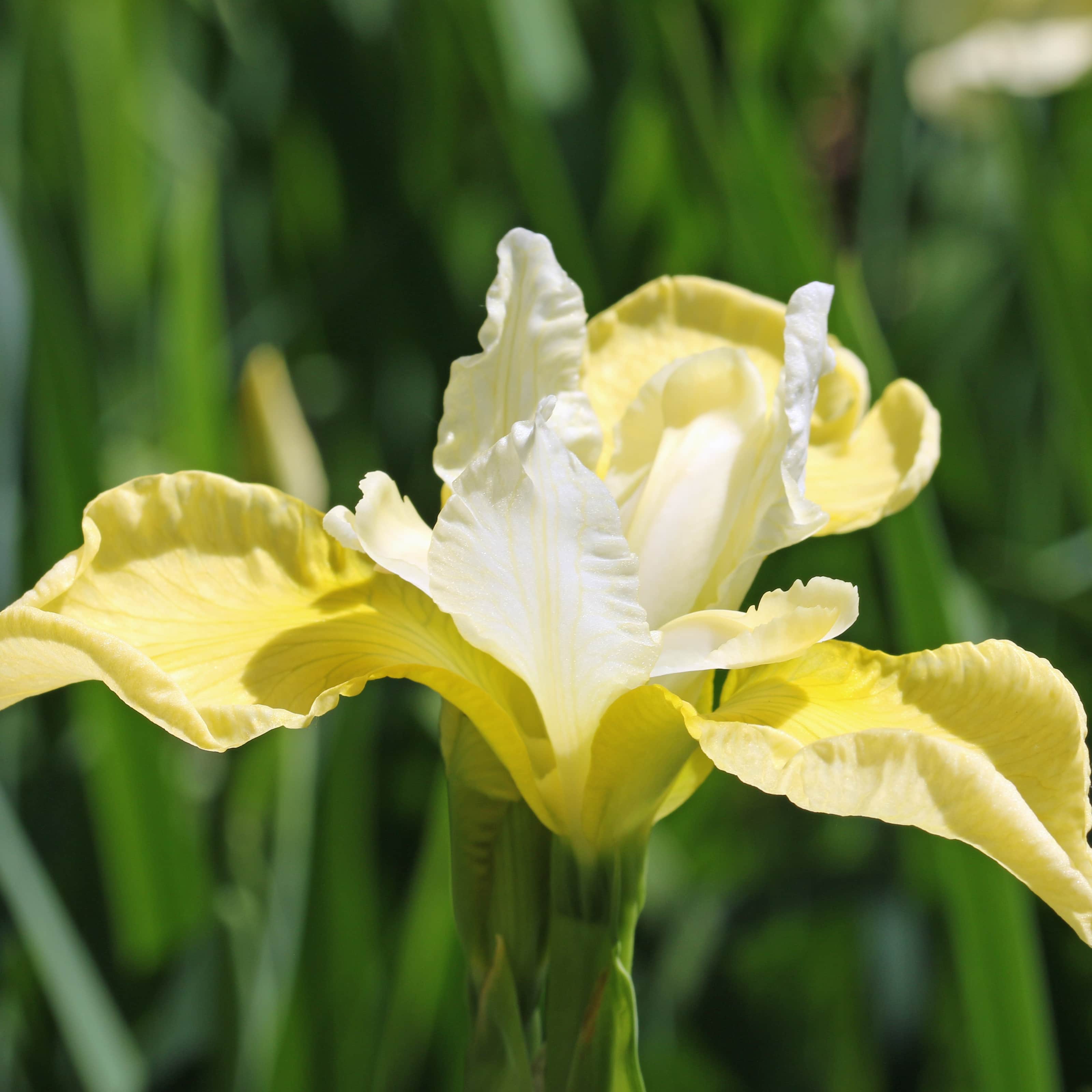 iris-yellowtail-1st-barrotad-1