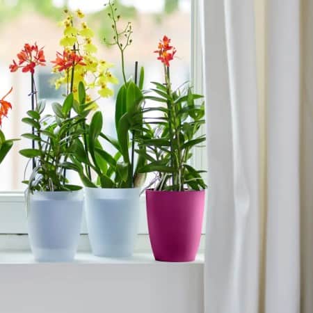 brussels-orchid-high-125cm-cherry-red-1
