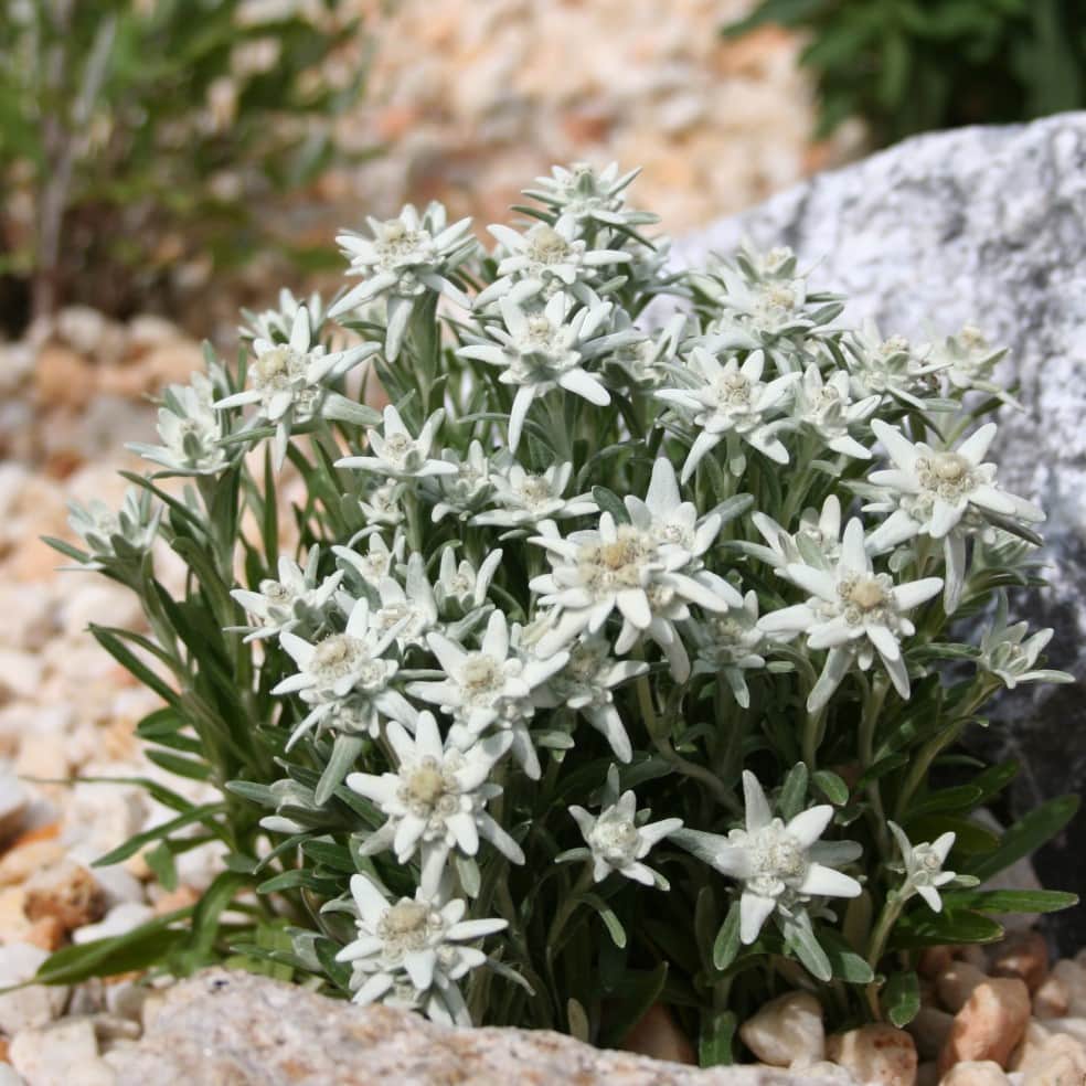 edelweiss-may-snow-9cm-kruka-2