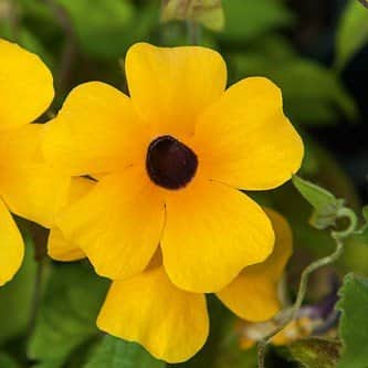 svartga-amera-golden-eye---3-plantor-1