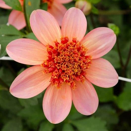 anemonblommande-dahlia-totally-tangerine-1st-2