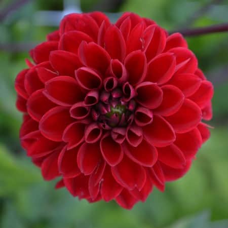 pompon-dahlia-viking-1st-1