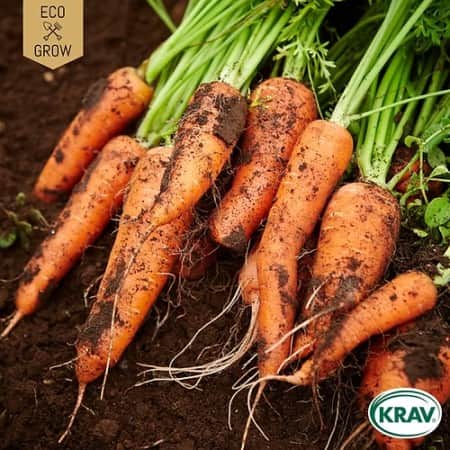 vintermorot-chantenay-a-coeur-rouge-2-krav-mr-1