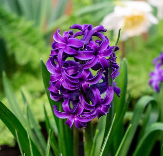 hyacint-jul--lila-75cm-kruka-1