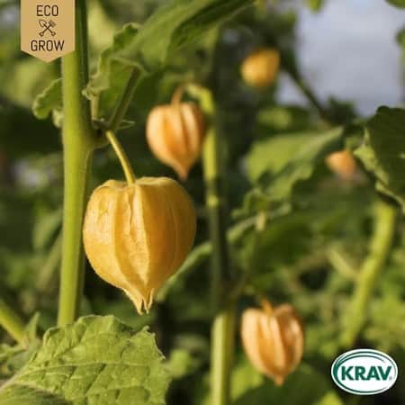 physalis-schnbrunner-gold-krav-mrkt-1