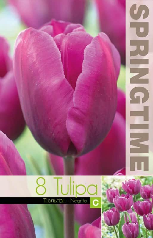 triumphtulpan-negrita-8st-1