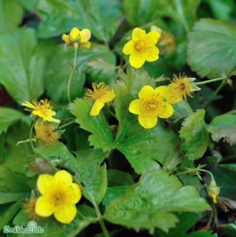 waldsteinia-11cm-kruka-1