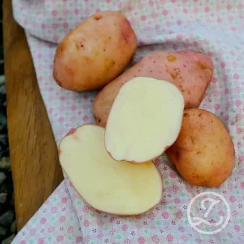 sttpotatis---silla-1kg-1