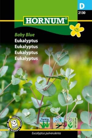 eucalyptus-baby-blue-1