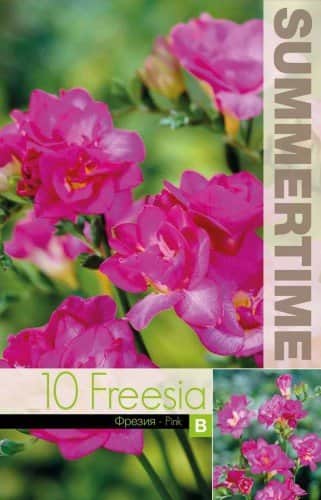 freesia-double-pink-10st-1