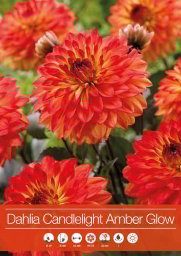 dekorativ-dahlia-candlelight-amber-glow-1st-1