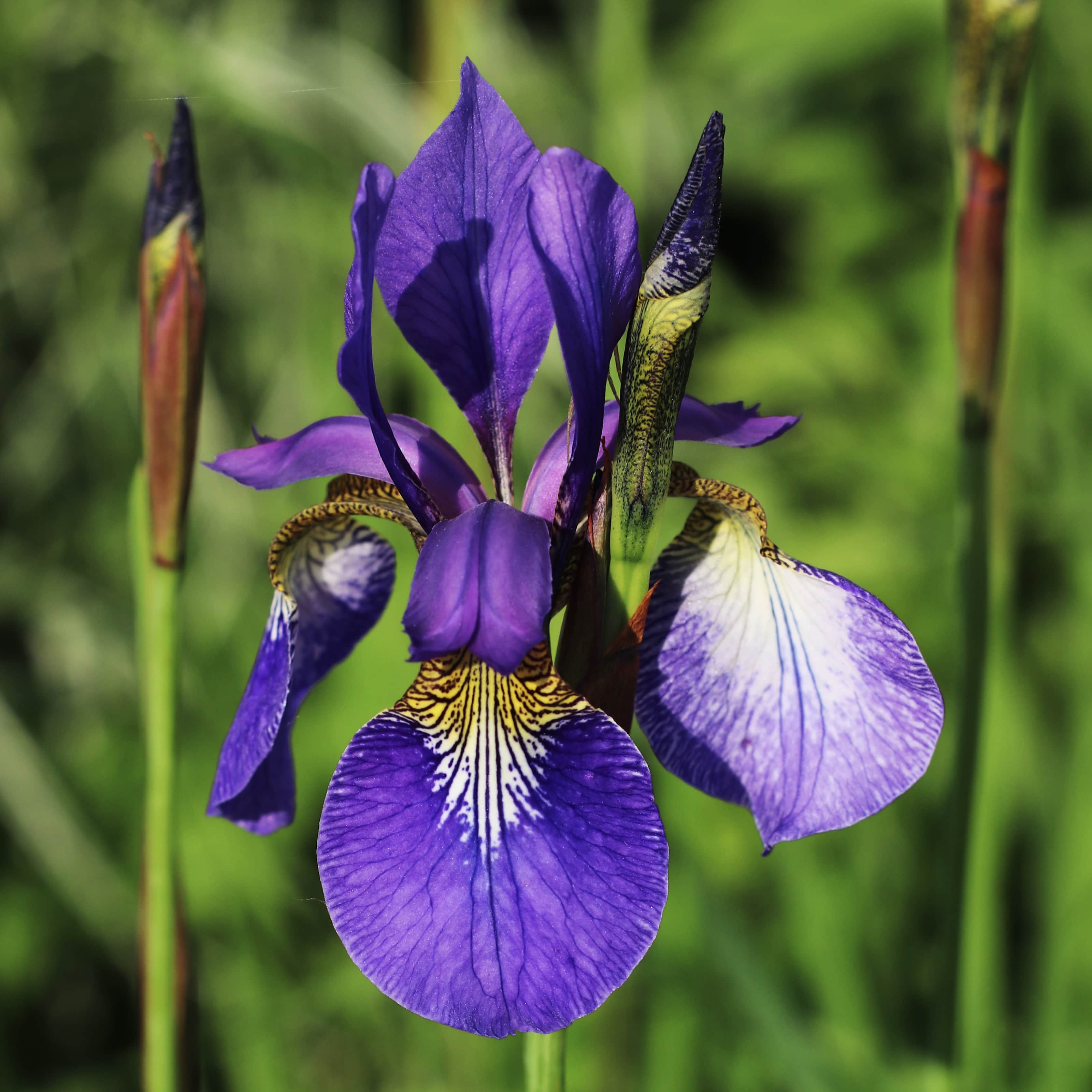 Köp Strandiris 'Shakers Prayer' 3 st hos din trädgårdsmästa Odla.nu