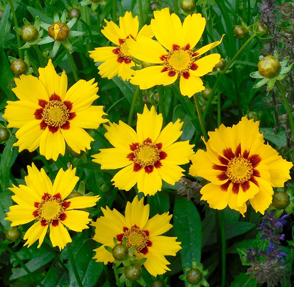 flickga-sunfire-13cm-kruka-1