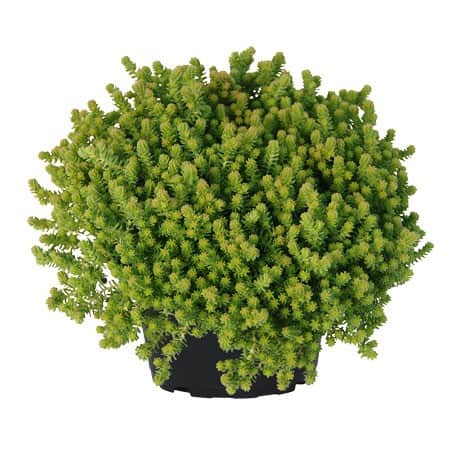 kantig-fetknopp-12cm-kruka-1