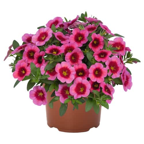 minipetunia-tiki-strawberry-105cm-kruka-1