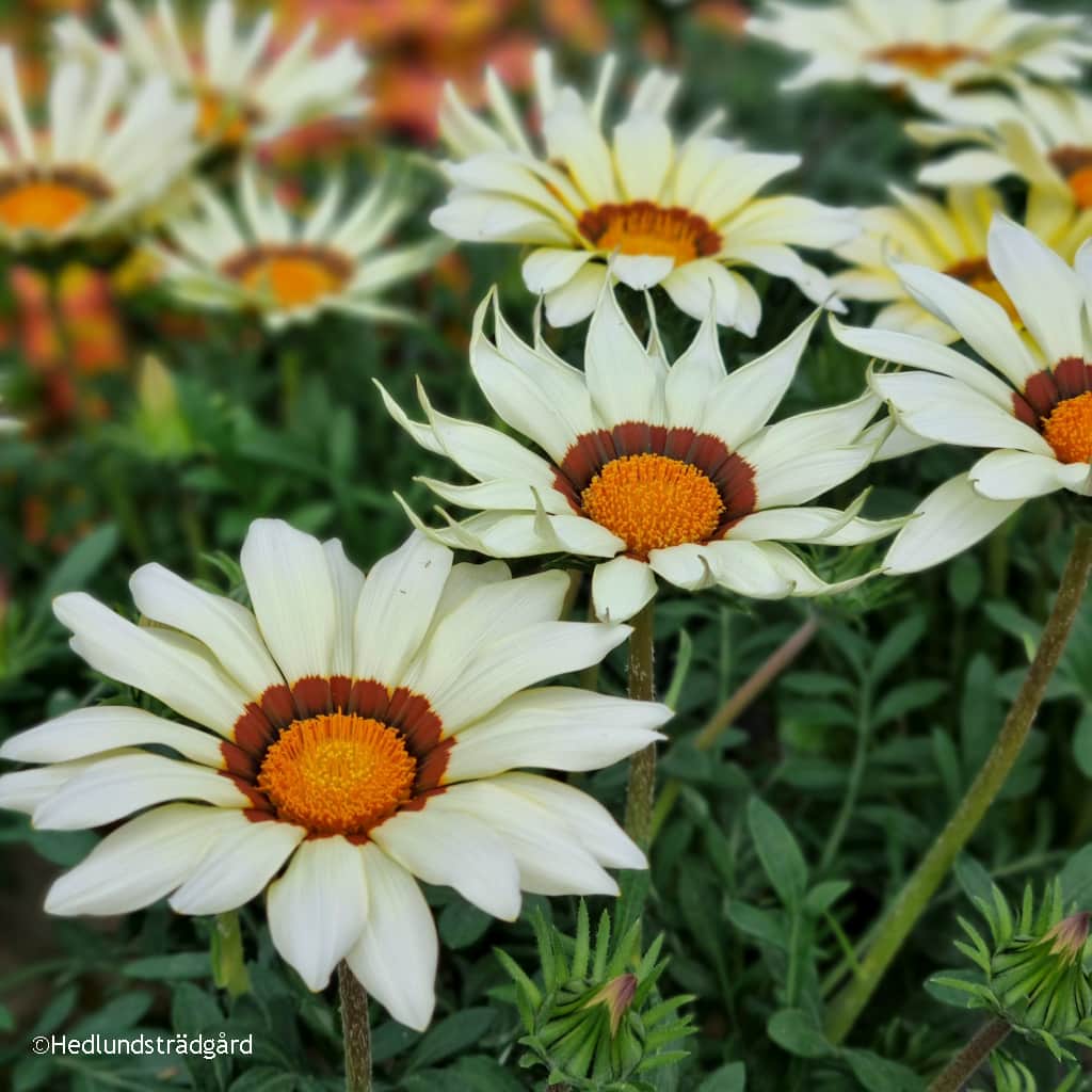 pfgelsblomster-big-kiss-white-flame-12cm-kruk-1