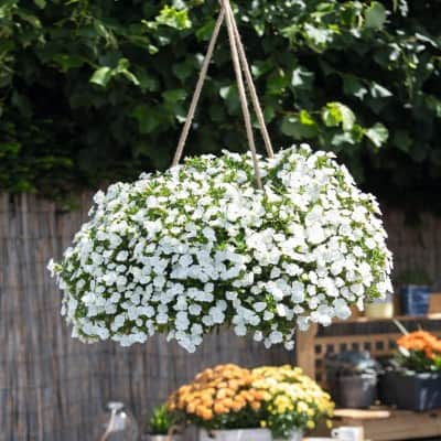 minipetunia-aloha-double-white---3-plantor-2
